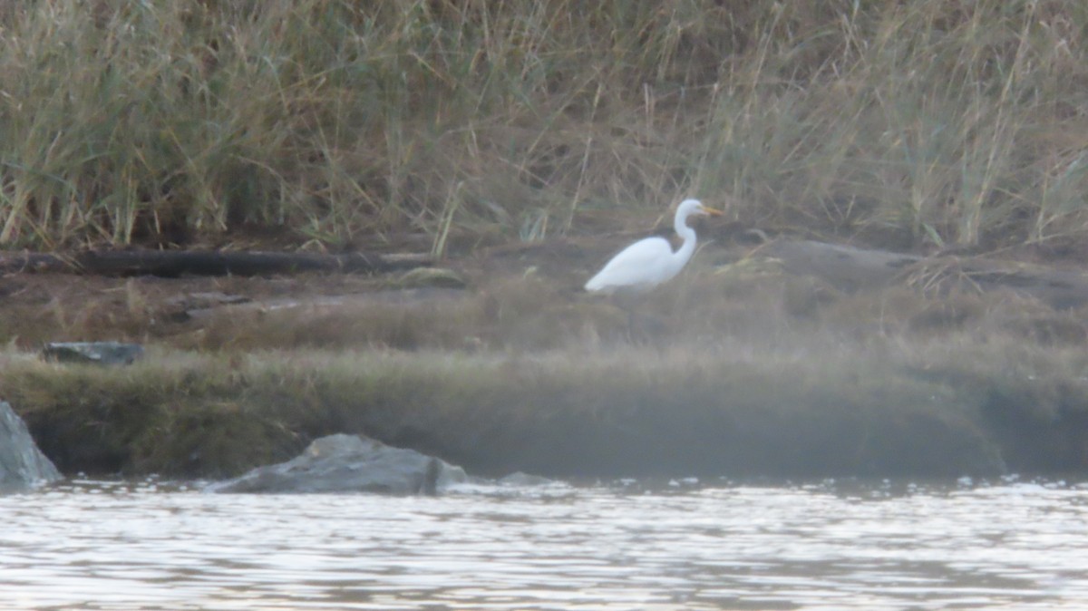 Great Egret - ML646866029