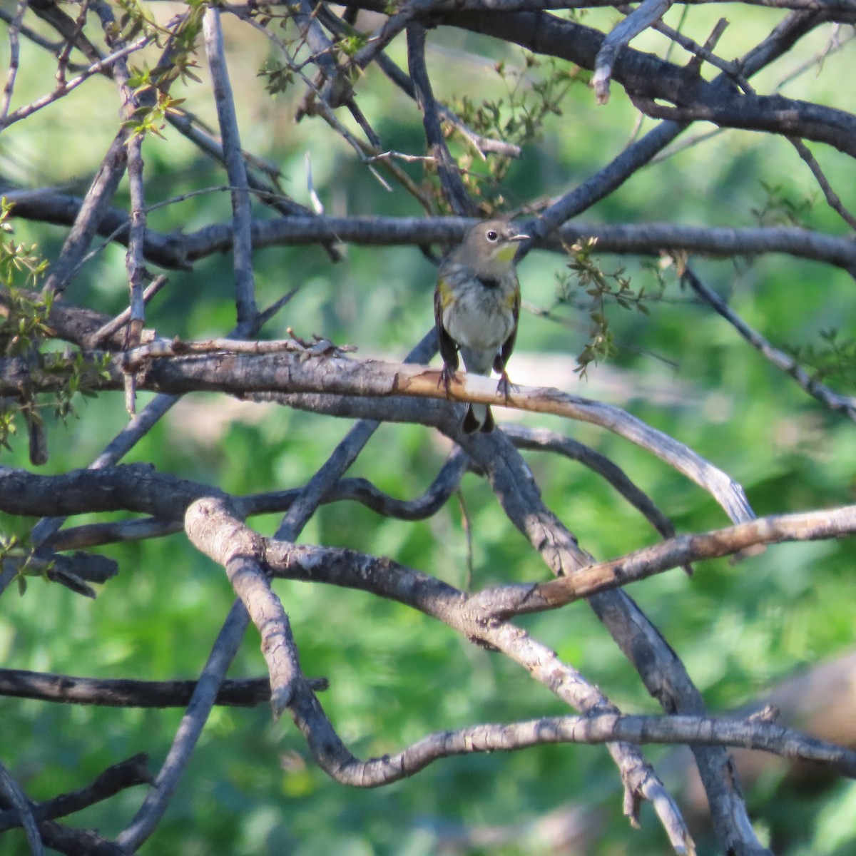 Taçlı Ötleğen - ML646866035