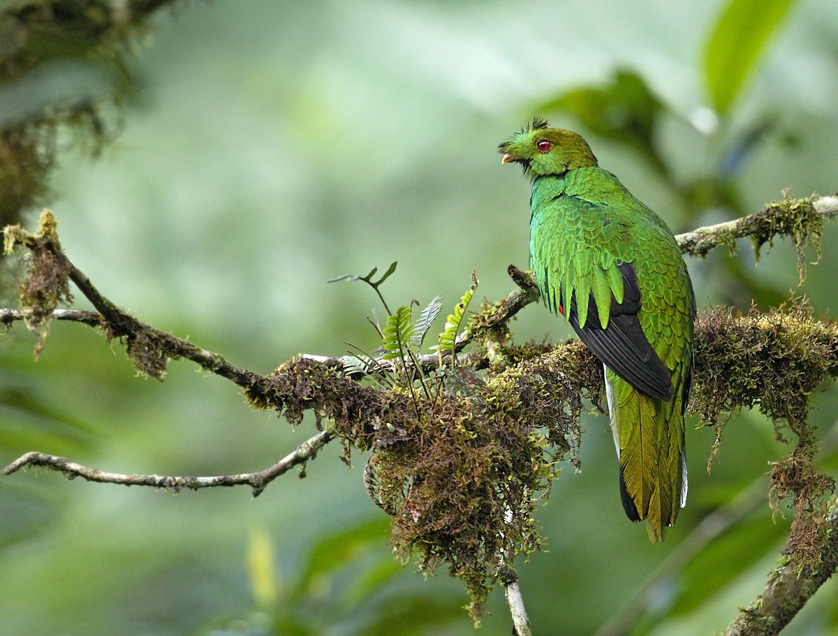 kvesal chocholkatý - ML646866036