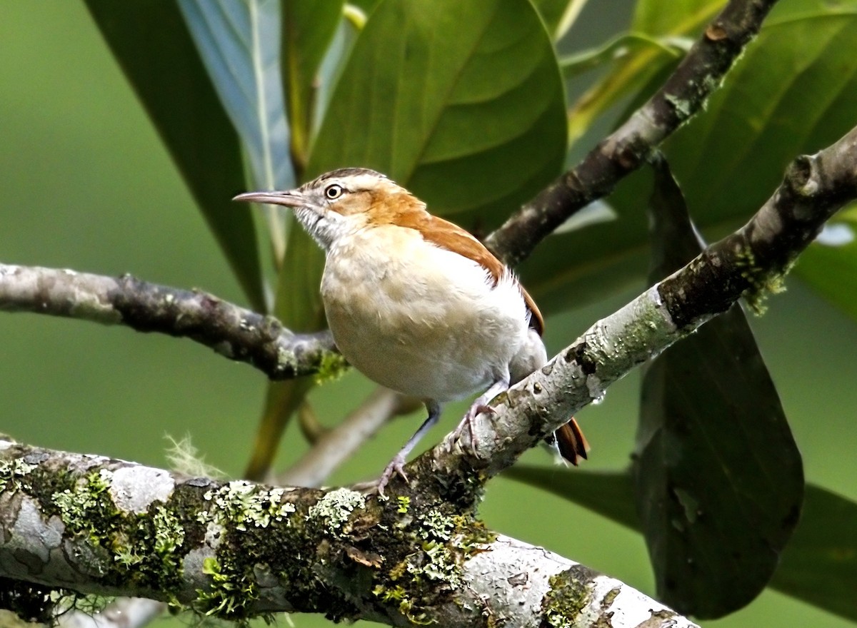 kanelryggovnfugl - ML646866044