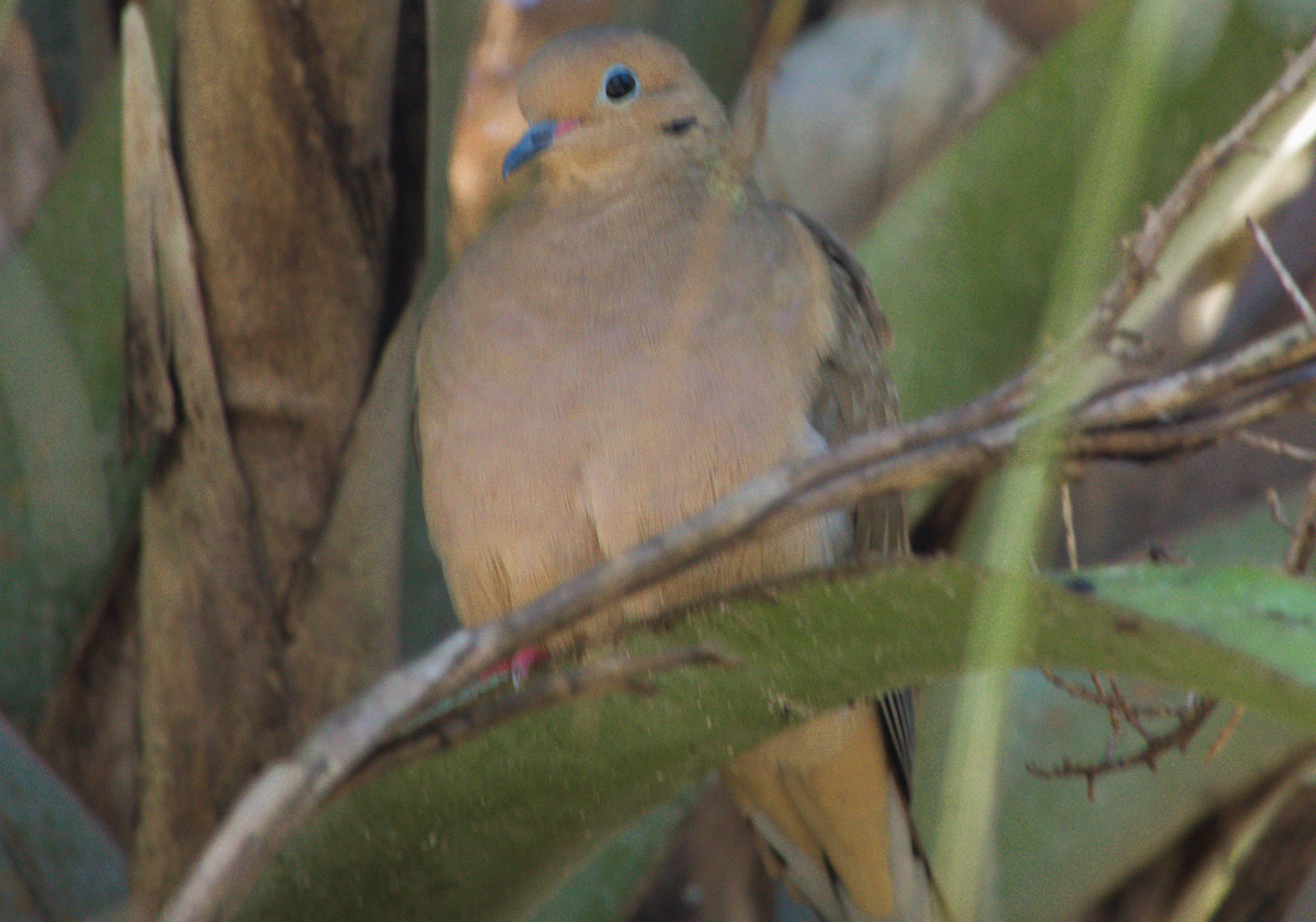 Mourning Dove - ML646866045