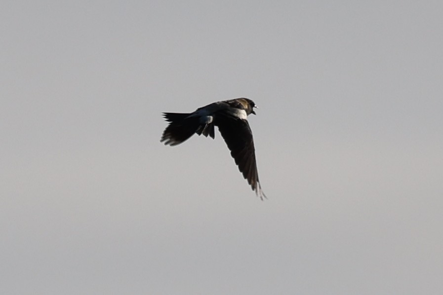 Bobolink - ML646866046