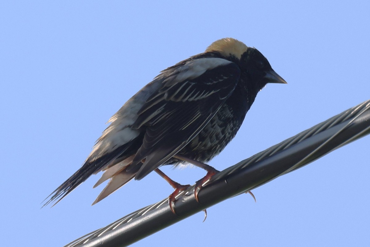 Bobolink - ML646866047