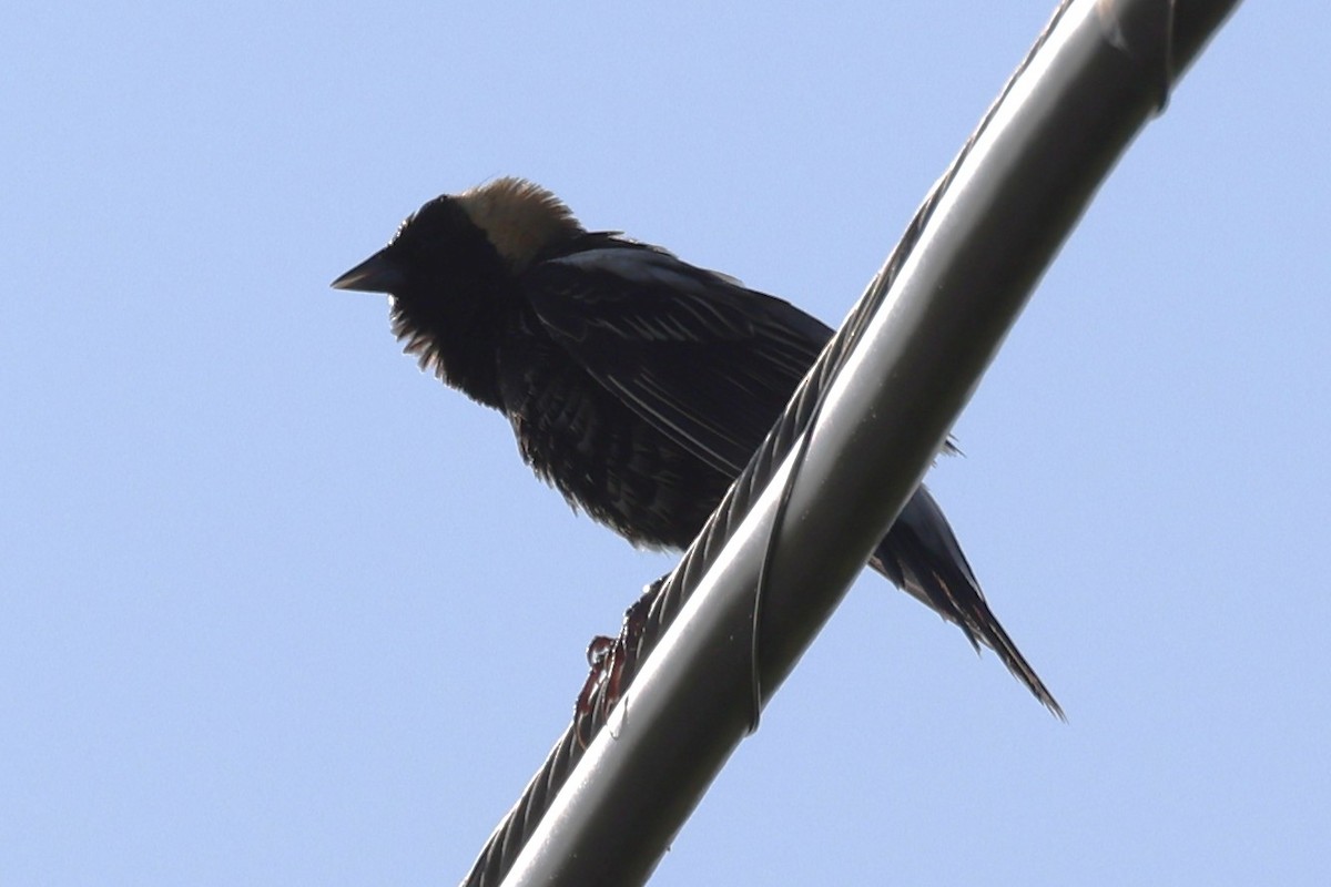 Bobolink - ML646866048