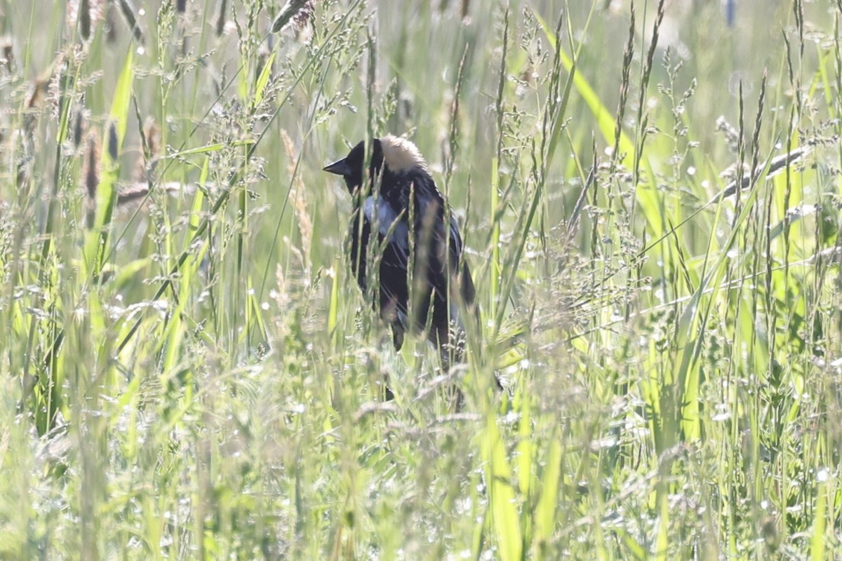 Bobolink - ML646866049