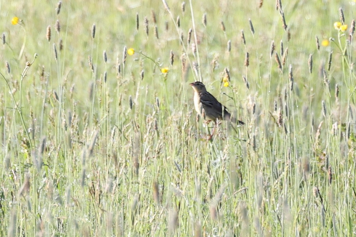 Bobolink - ML646866050