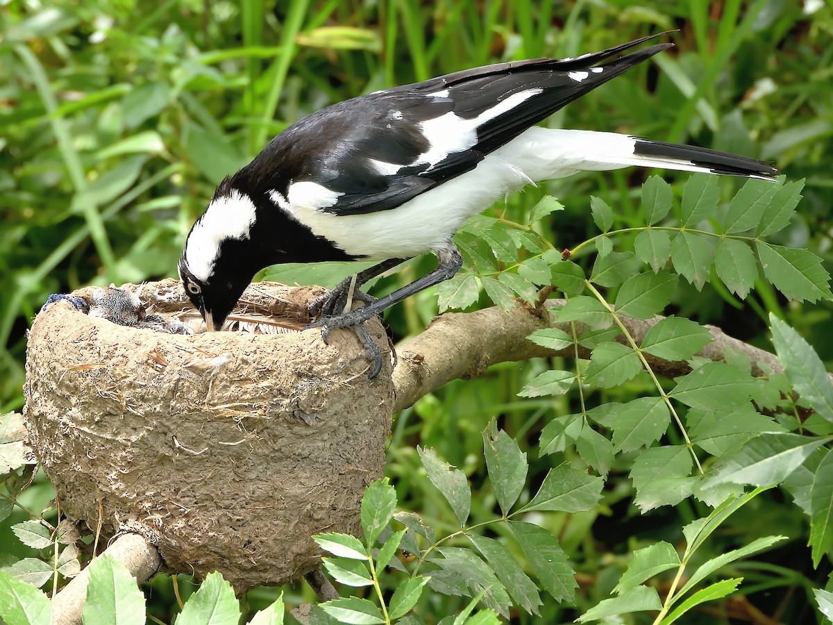 Gralline pie - ML646866054