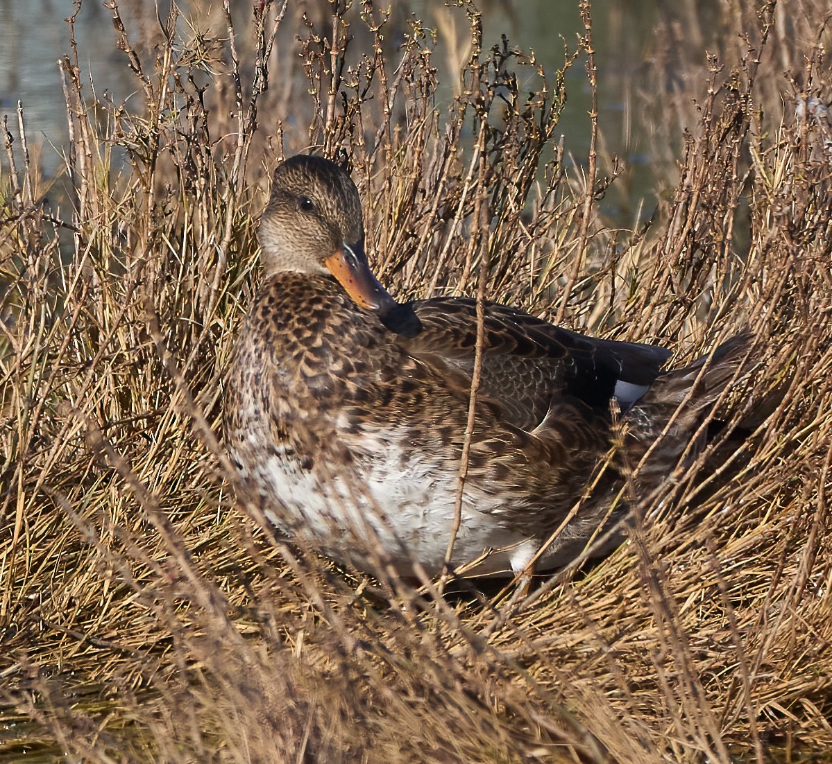 kopřivka obecná - ML646866055