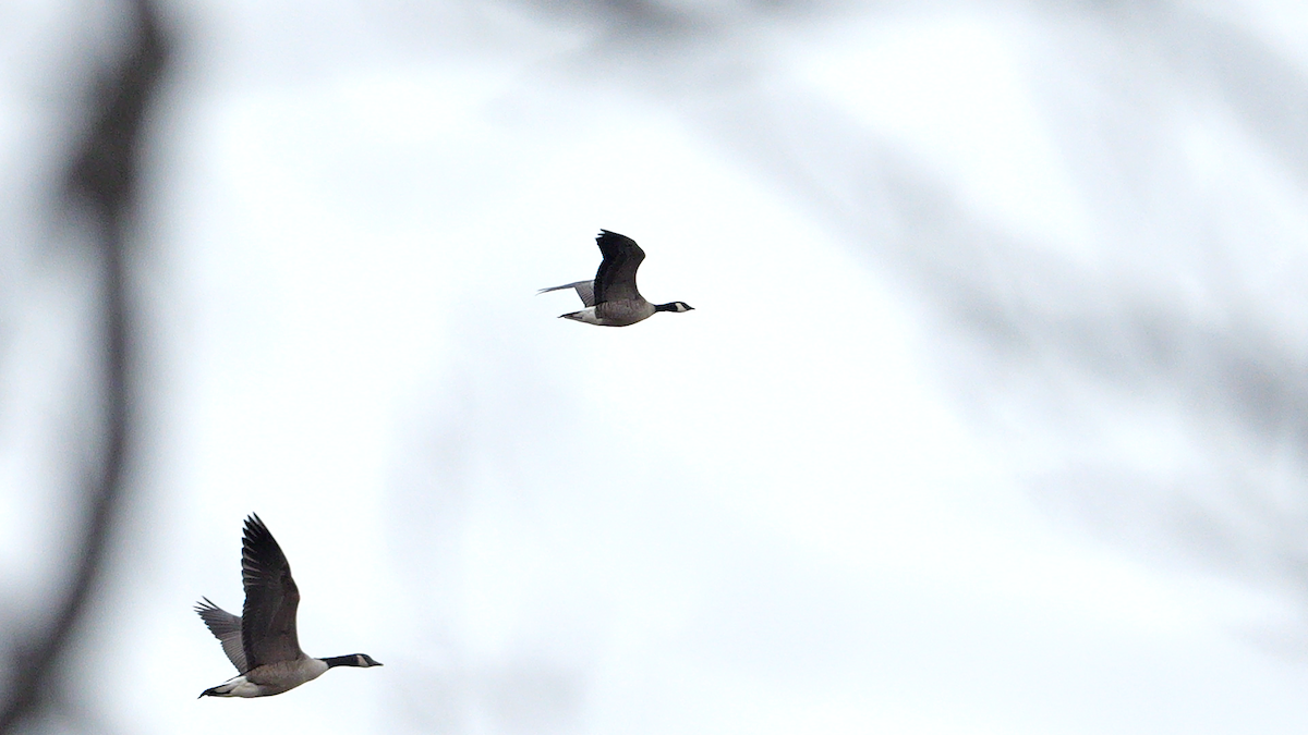 Branta kanadar txikia - ML646866057