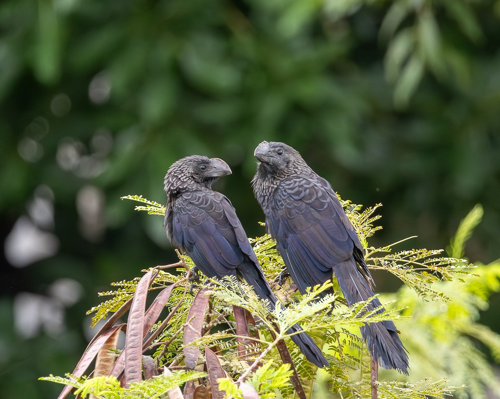 オオハシカッコウ - ML646866060