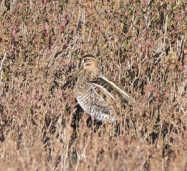 Wilson's Snipe - ML646866066