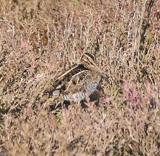 Wilson's Snipe - ML646866067
