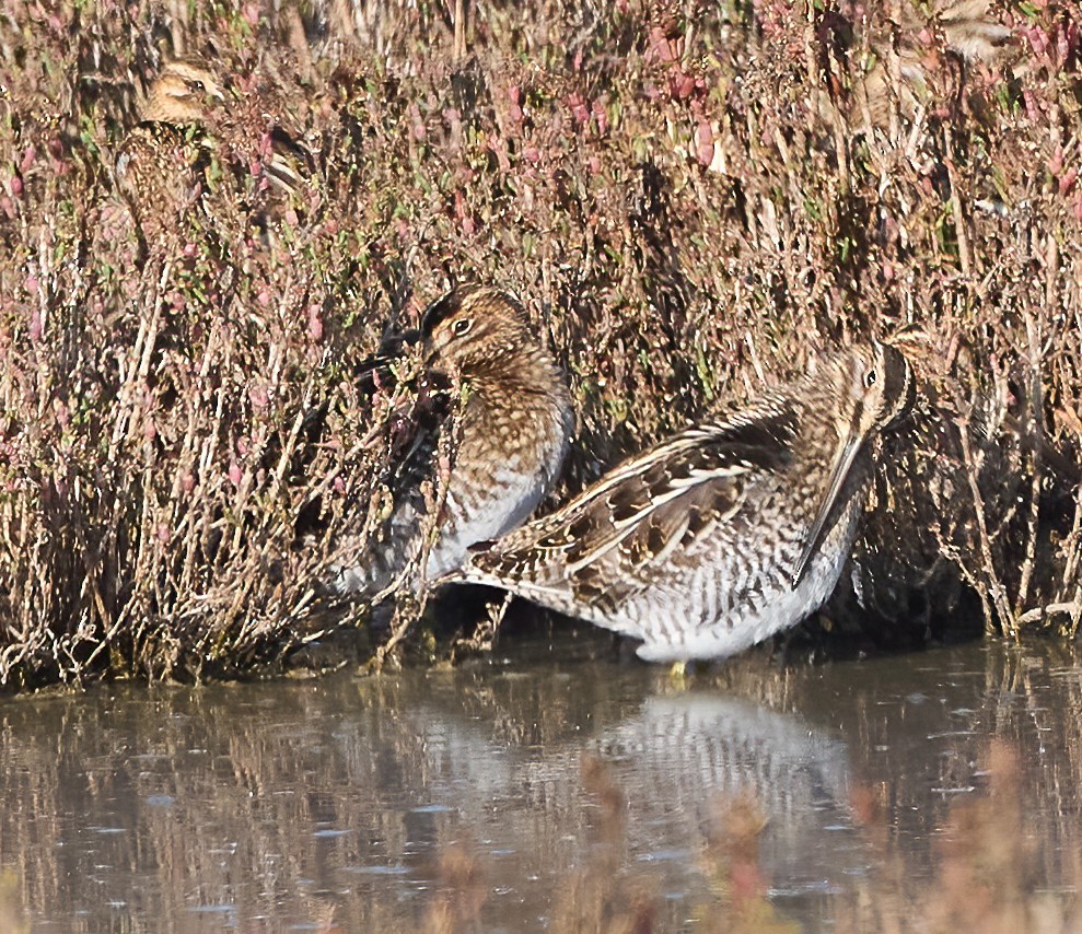 Wilson's Snipe - ML646866068