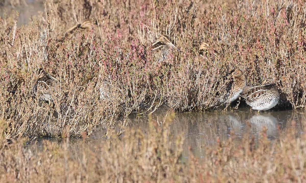 Wilson's Snipe - ML646866069