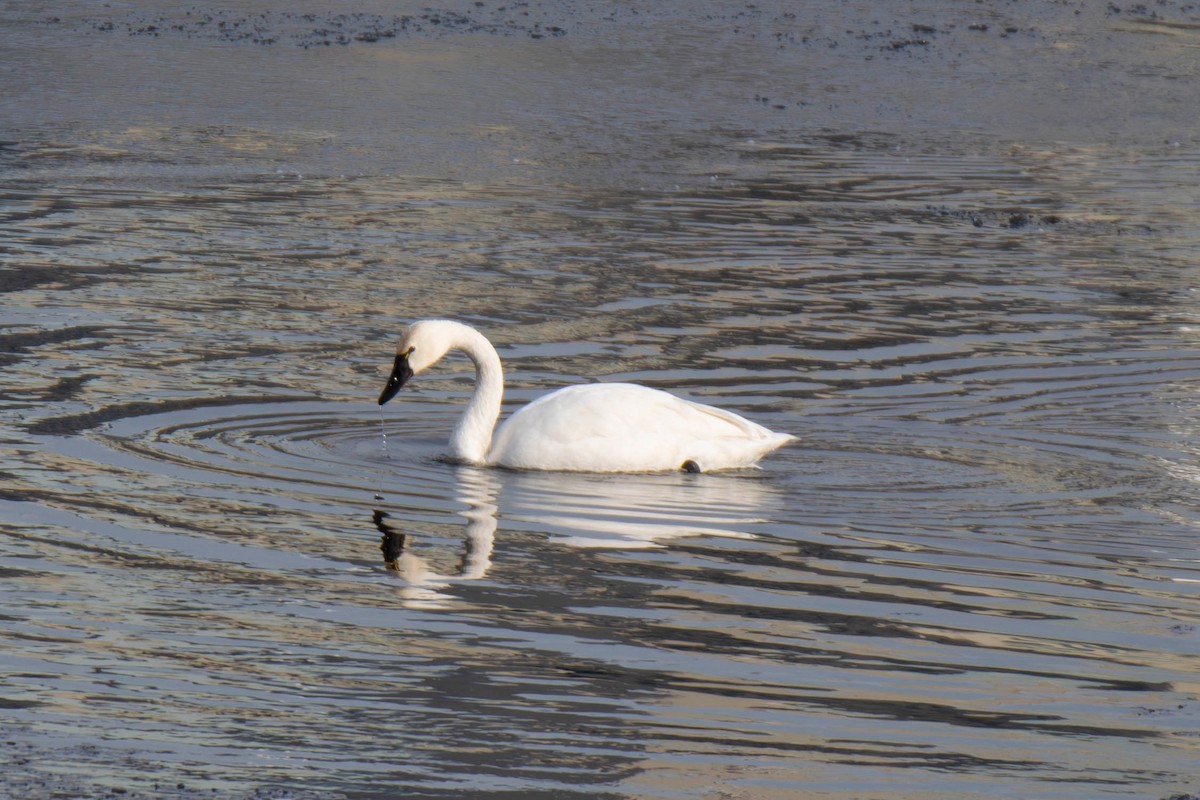 Cisne Chico - ML646866070