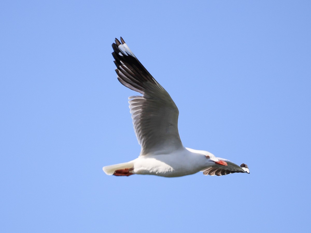 Avustralya Martısı - ML646866075