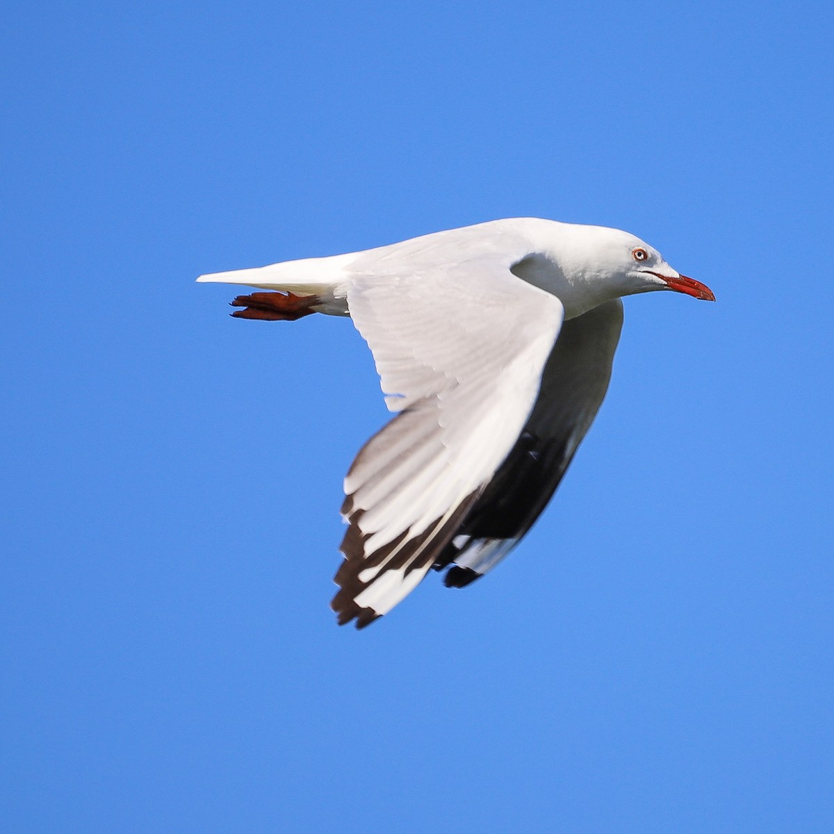 Avustralya Martısı - ML646866076