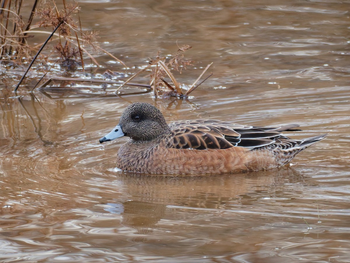 American Wigeon - ML646866077