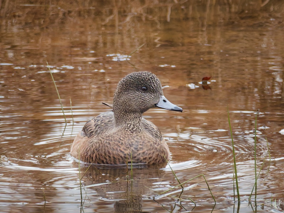 American Wigeon - ML646866093