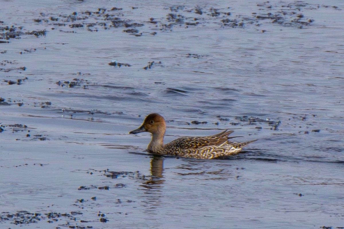 Шилохвіст північний - ML646866094