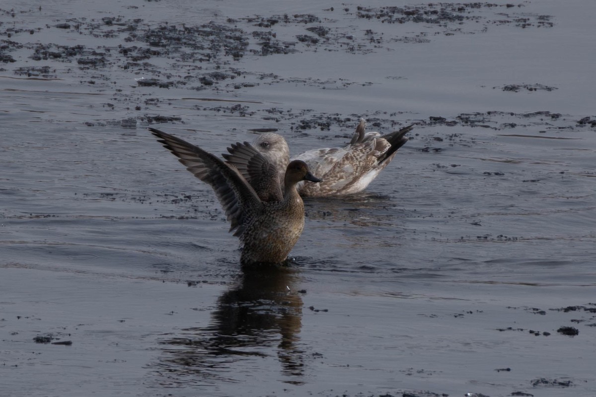 Шилохвіст північний - ML646866095