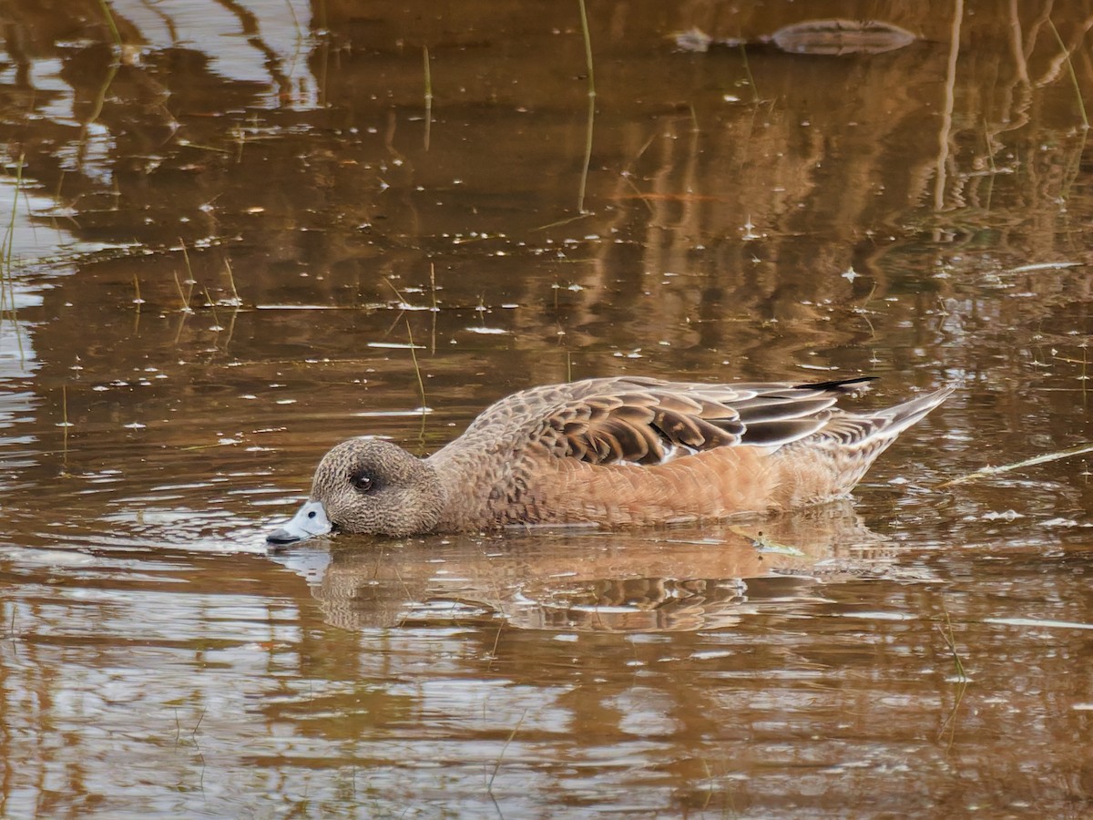 American Wigeon - ML646866098