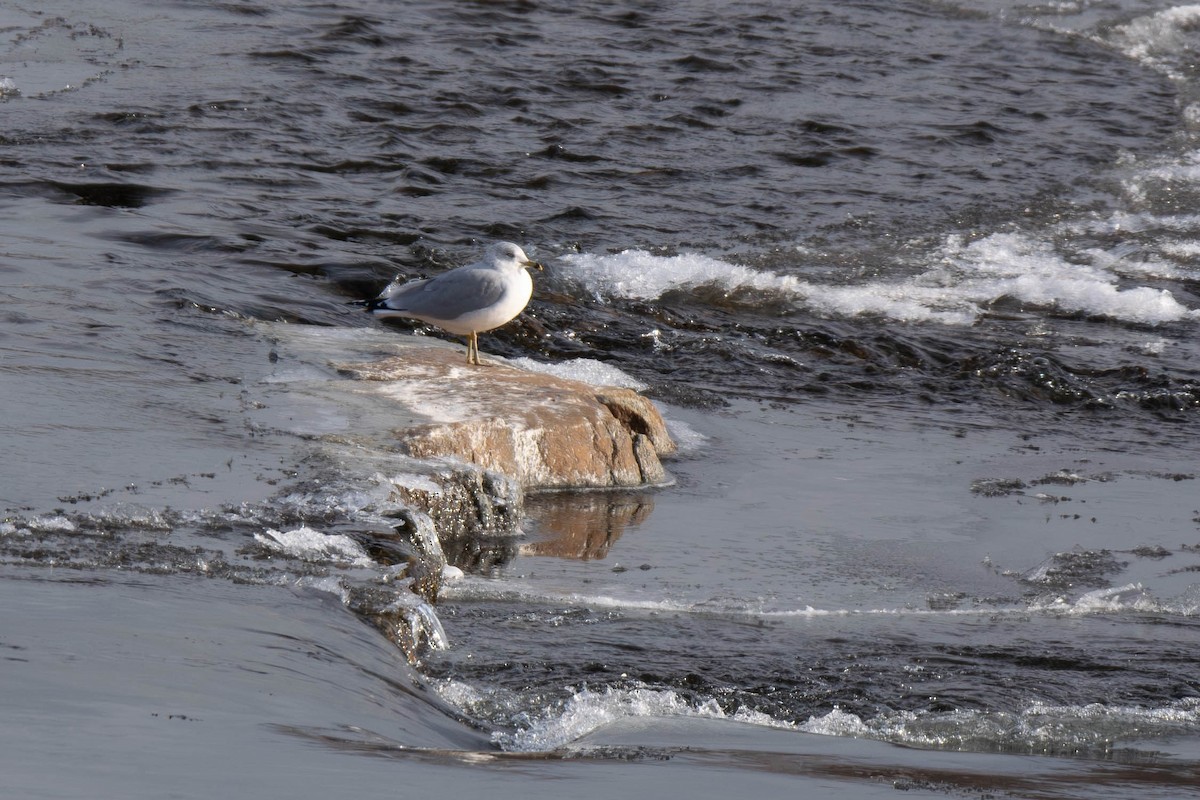 Мартин делаверський - ML646866101