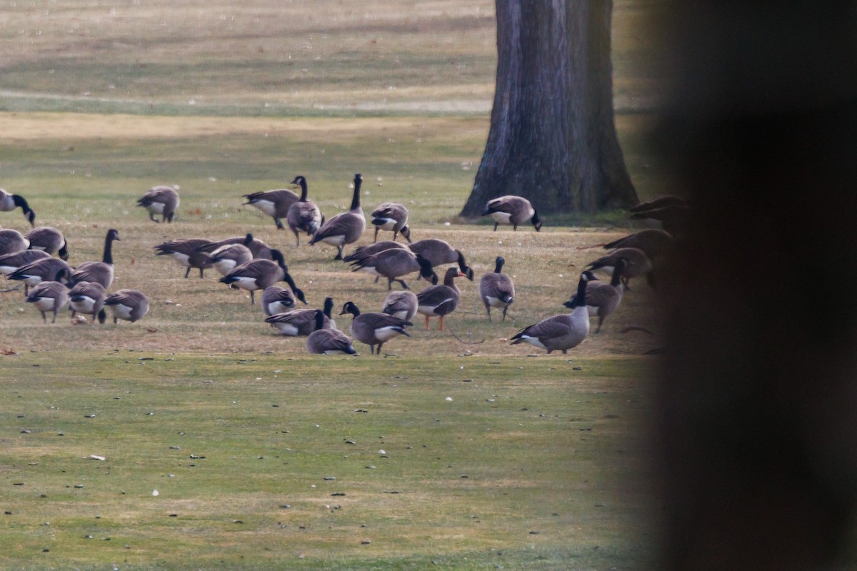 Greater White-fronted Goose - ML646866102