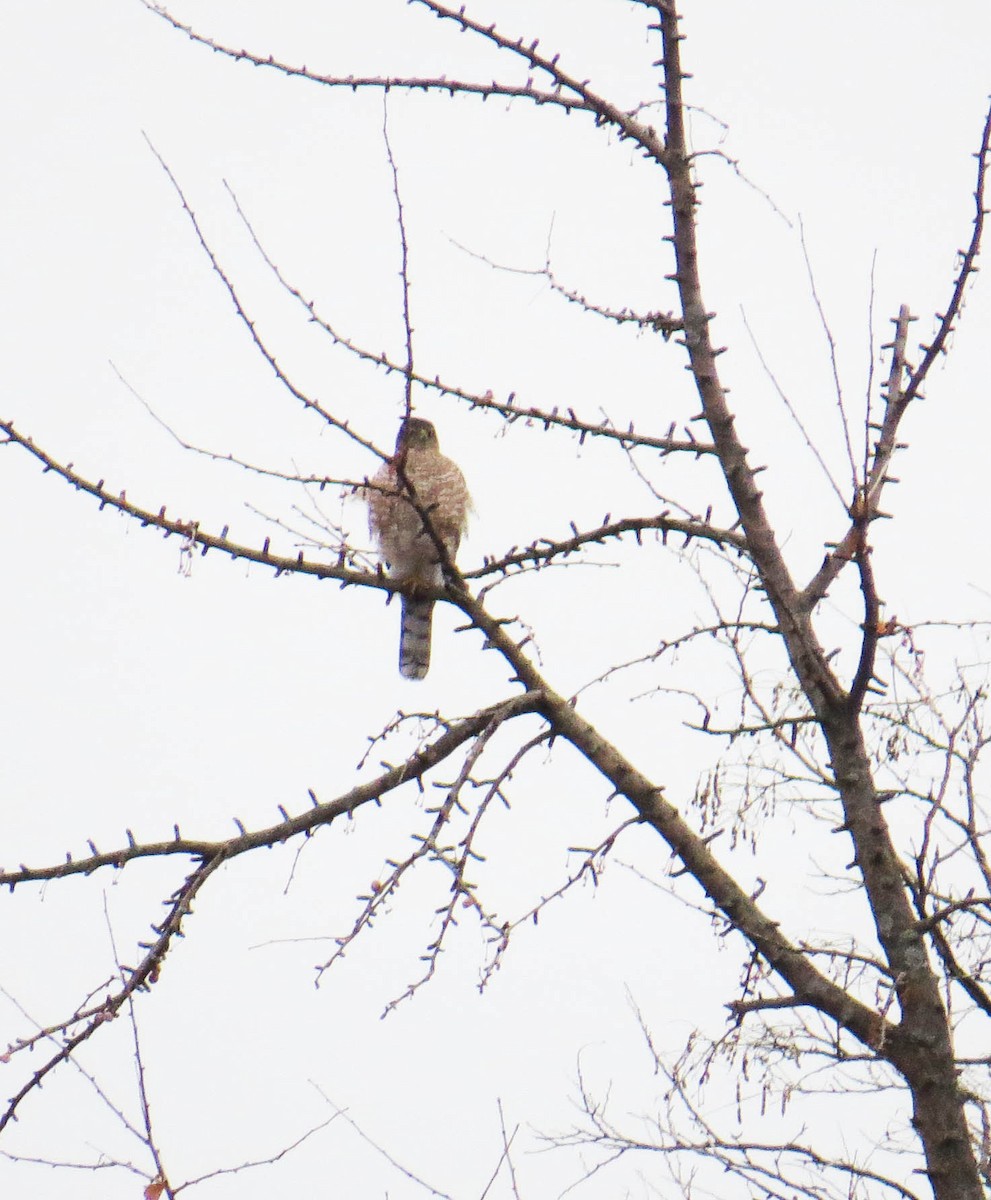 Cooper's Hawk - ML646866103