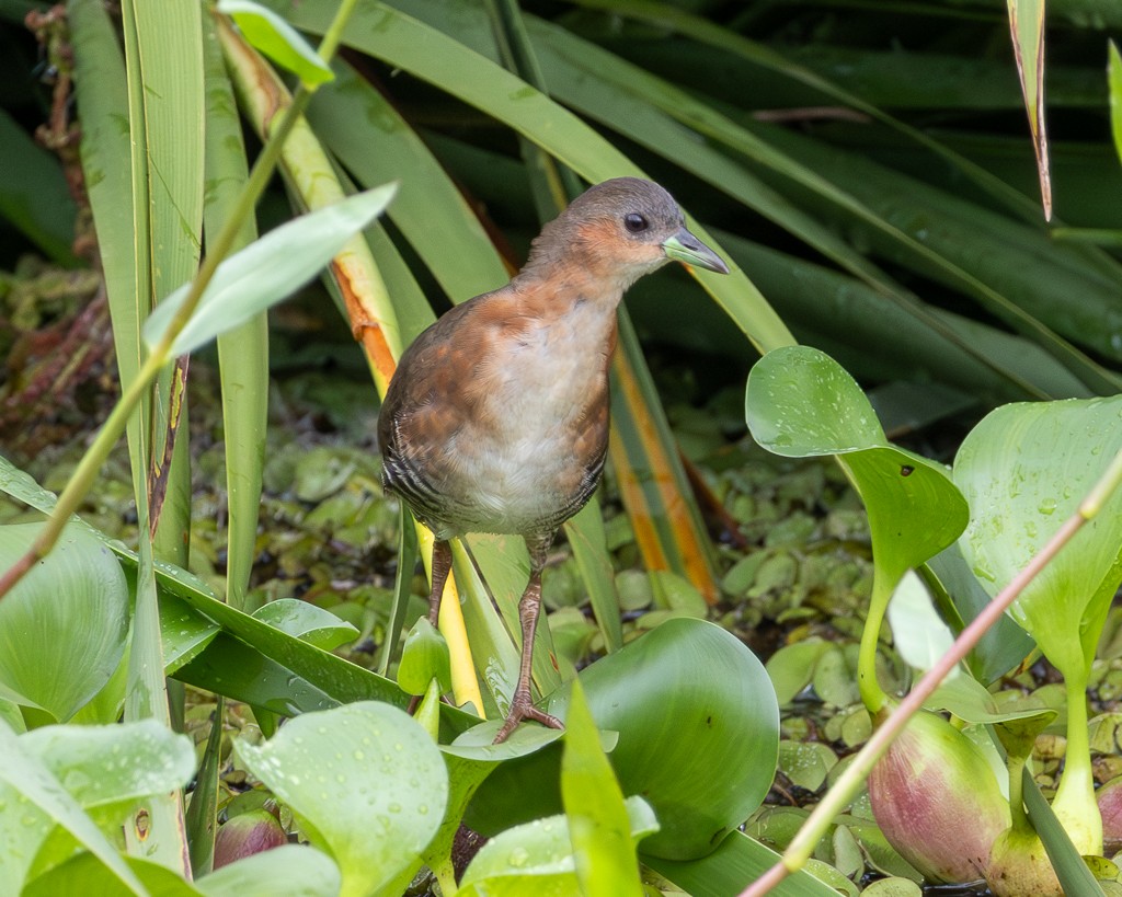 Rufous-sided Crake - ML646866107