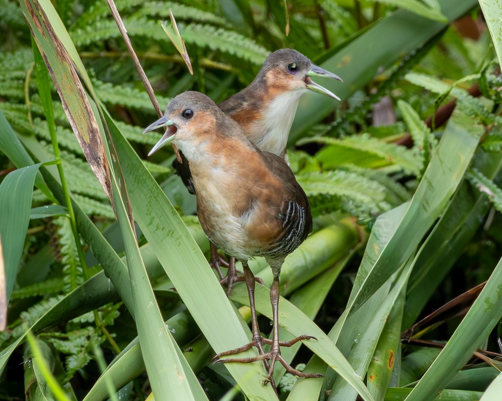 Rufous-sided Crake - ML646866108