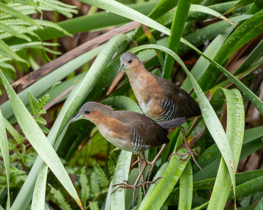 Rufous-sided Crake - ML646866109