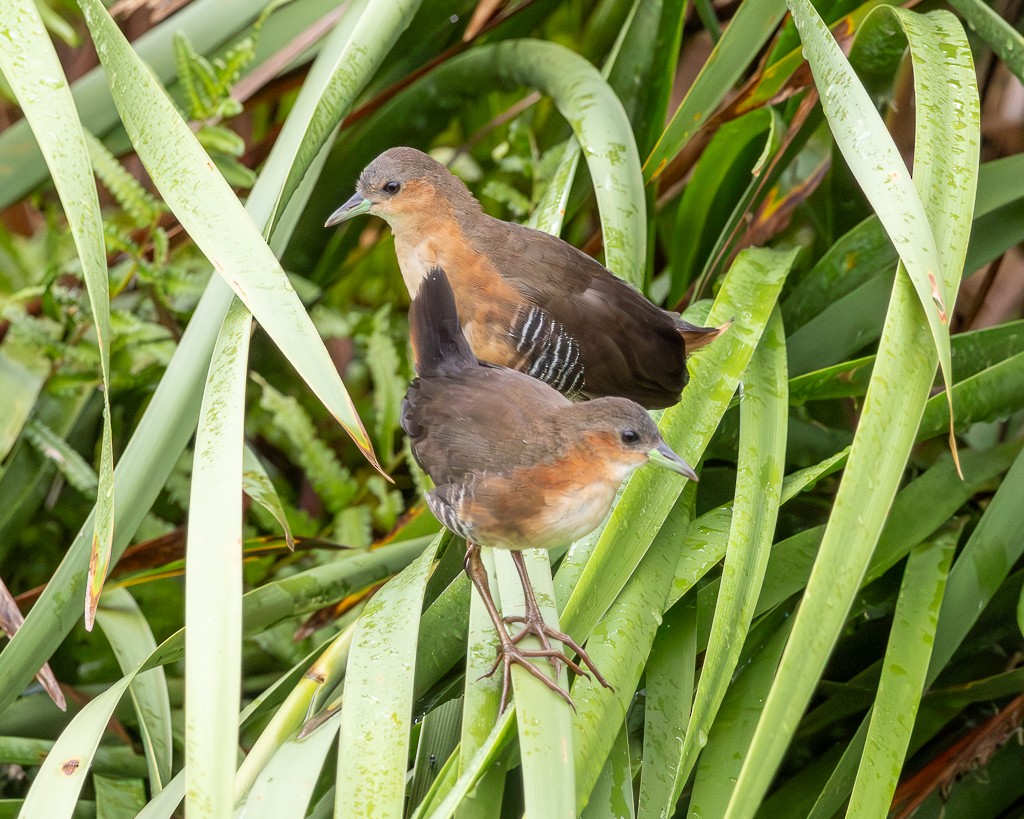 Rufous-sided Crake - ML646866110