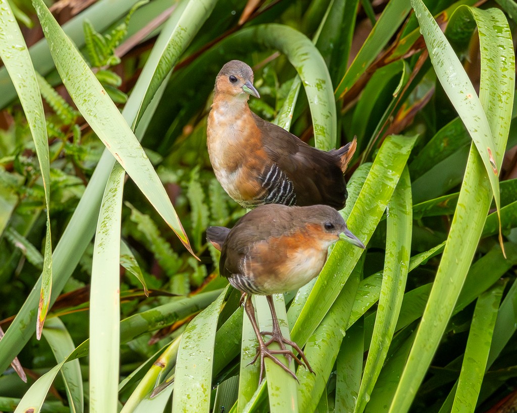 Rufous-sided Crake - ML646866111