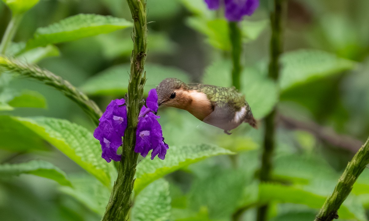 Küçük Ormanyıldızı - ML646866113