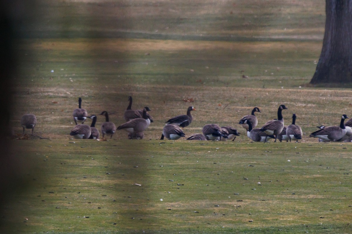 Greater White-fronted Goose - ML646866114