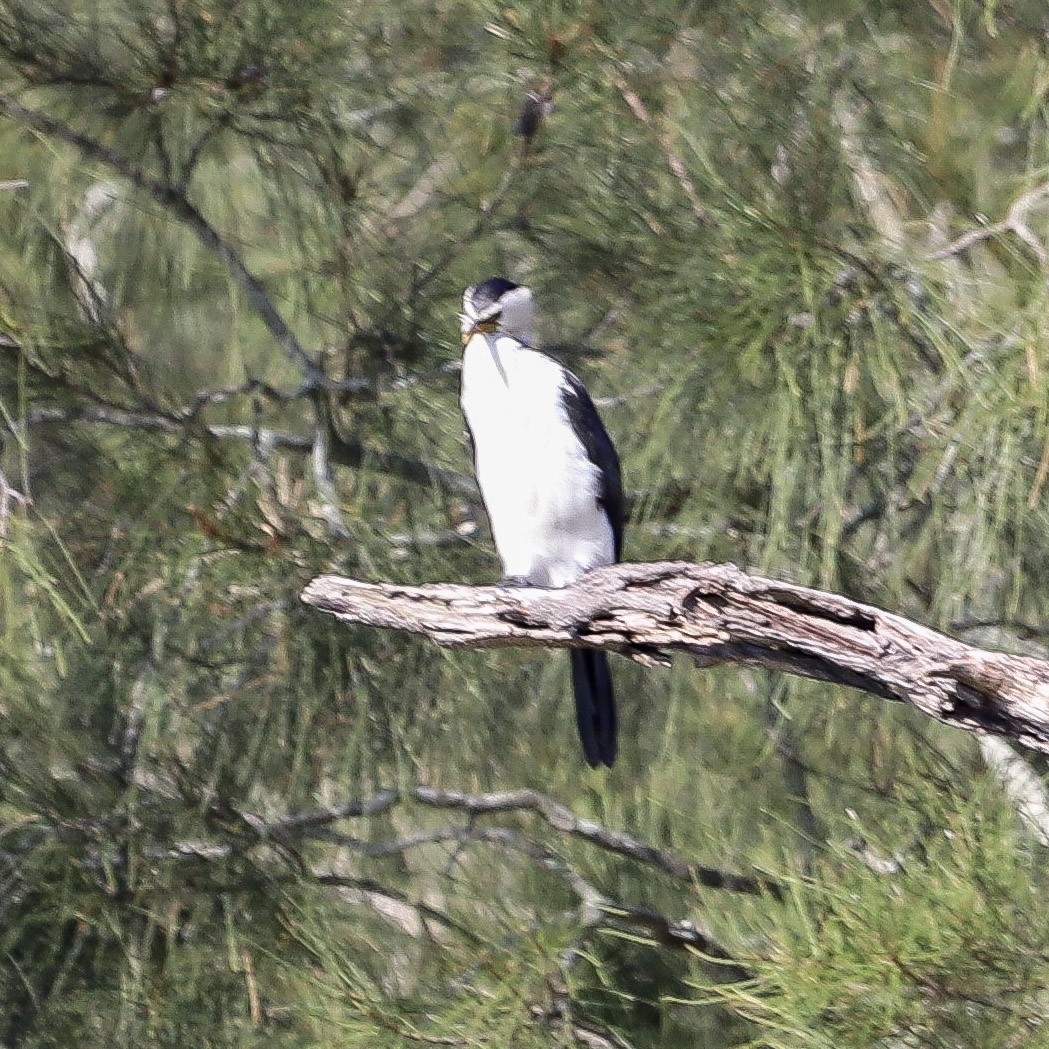 Alaca Küçük Karabatak - ML646866115