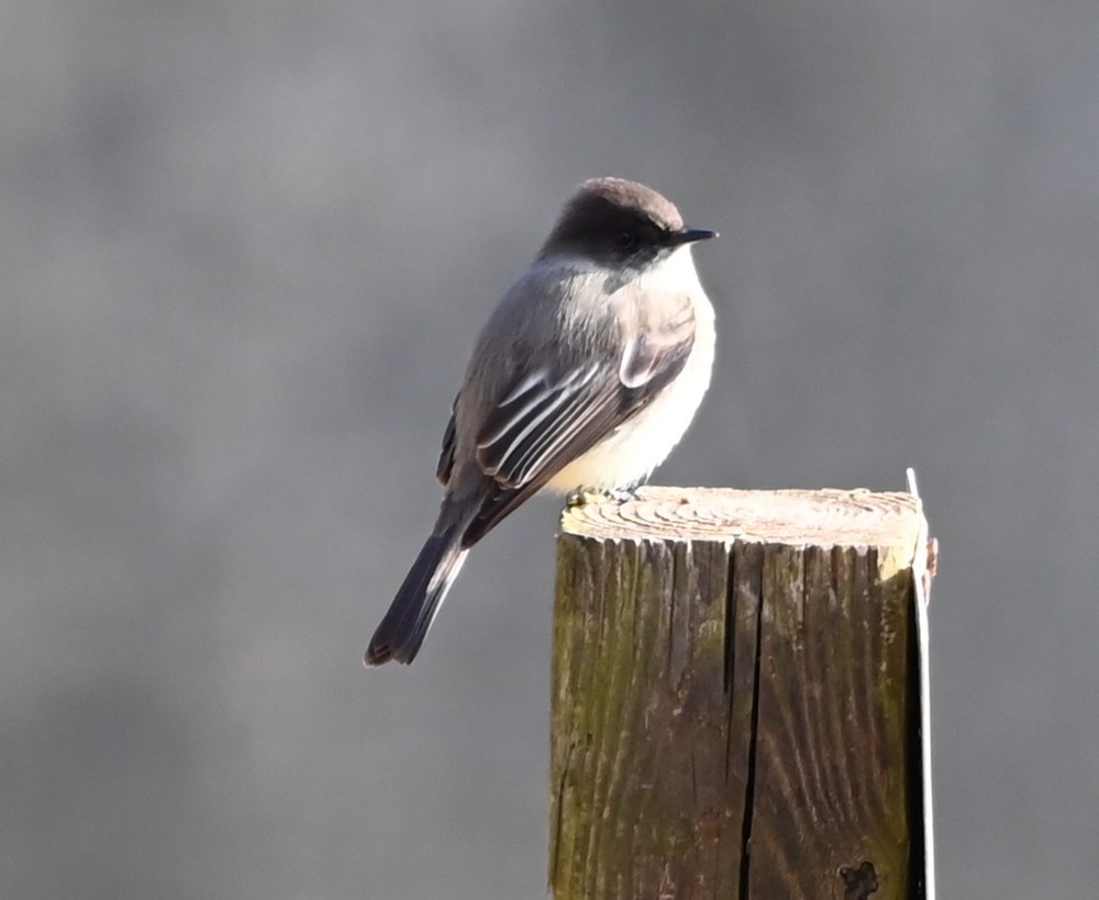 gråfibi - ML646866116