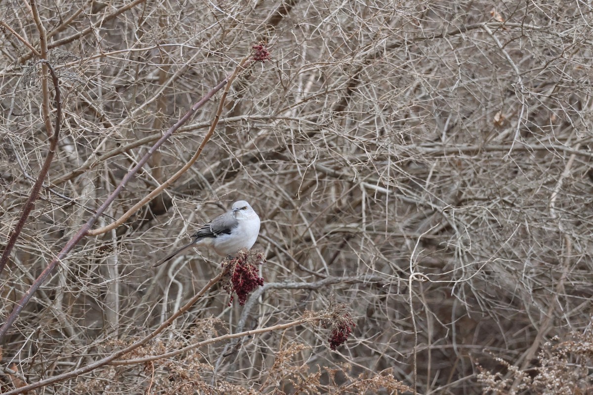 Northern Mockingbird - ML646866117