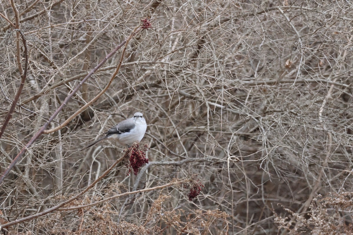 Northern Mockingbird - ML646866118