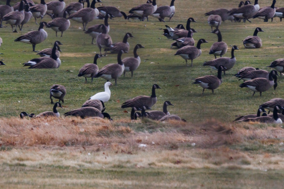 Ross's Goose - ML646866119