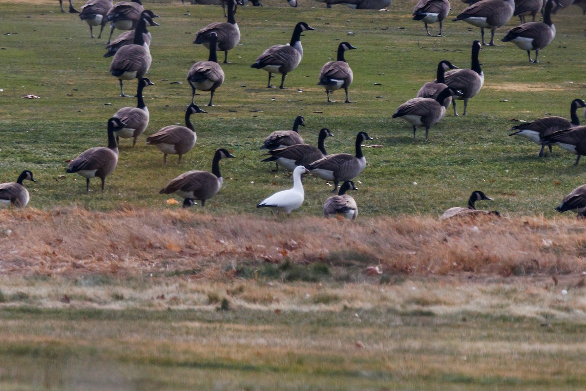 Ross's Goose - ML646866122