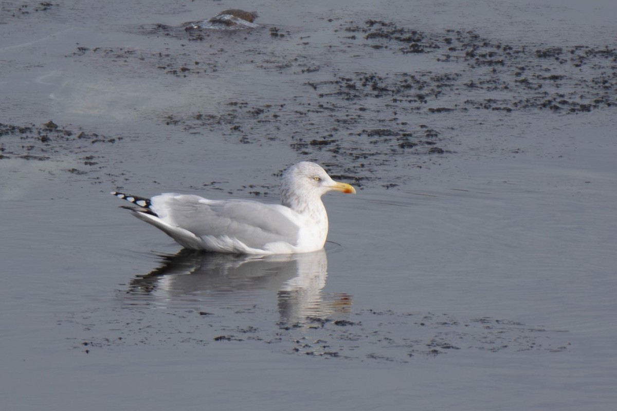 Мартин американський - ML646866124