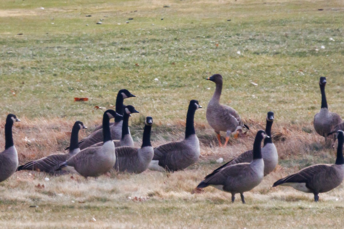 Tundra Bean-Goose - ML646866125