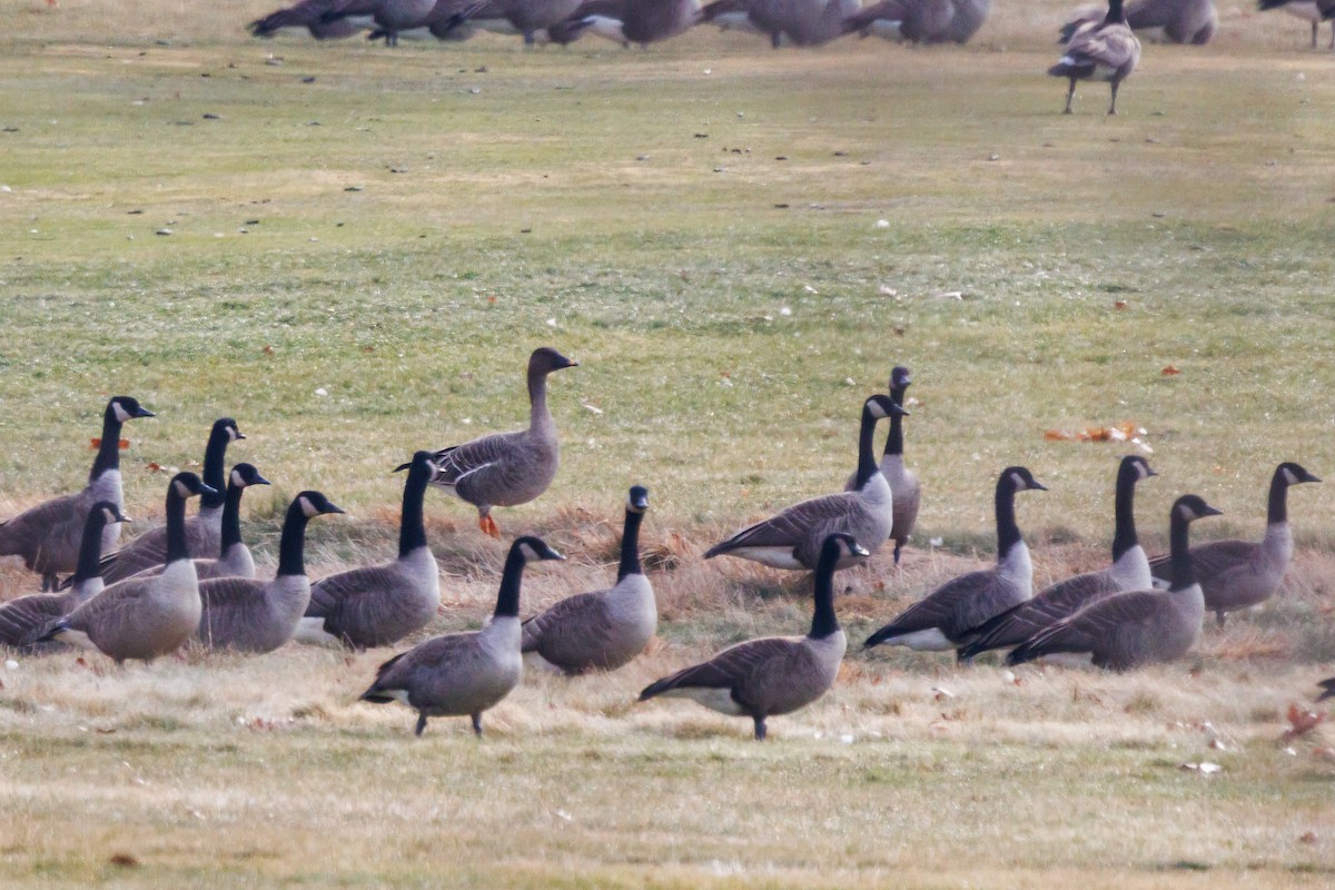 Tundra Bean-Goose - ML646866126