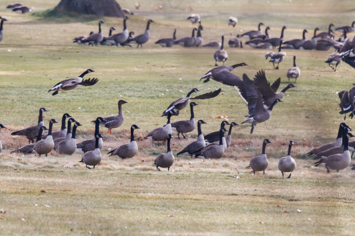 Tundra Bean-Goose - ML646866127