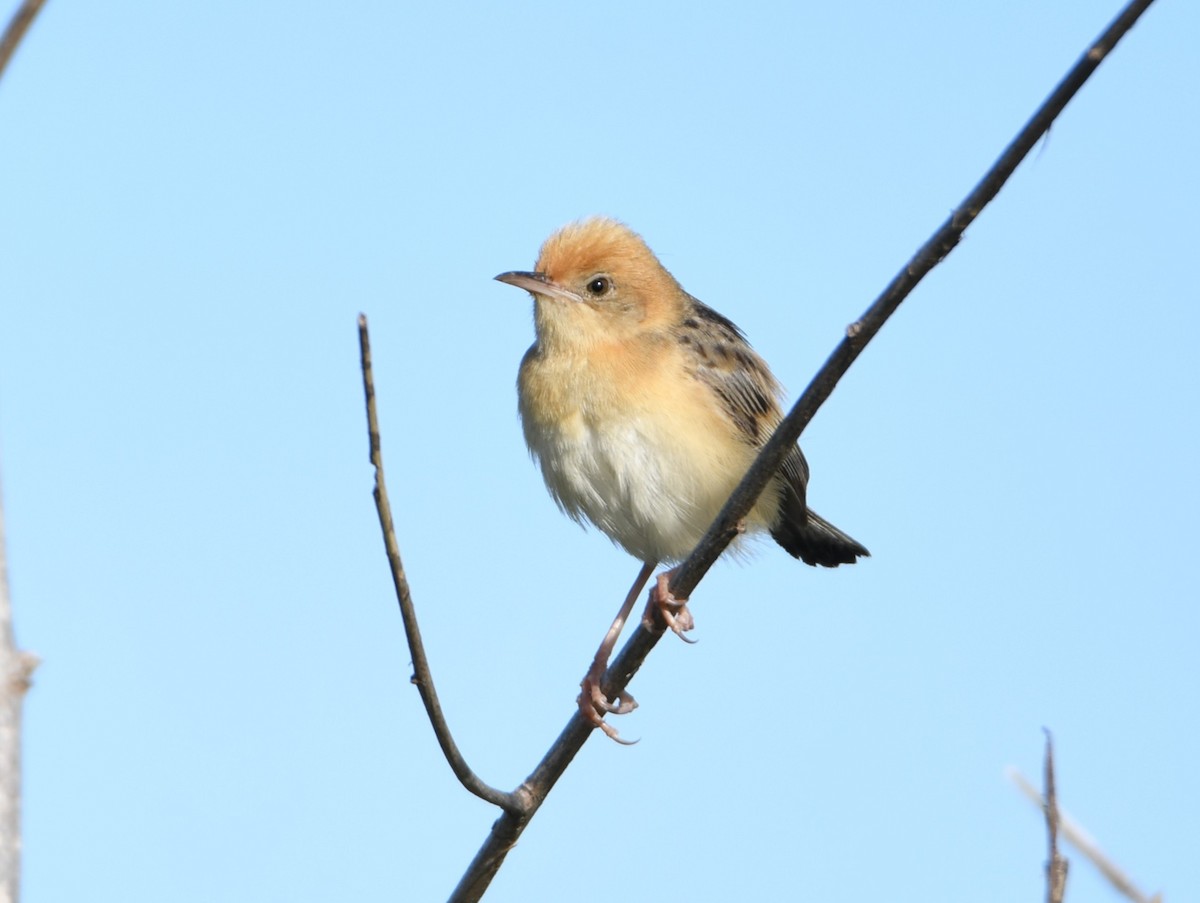 Golden-headed Cisticola - ML646866128
