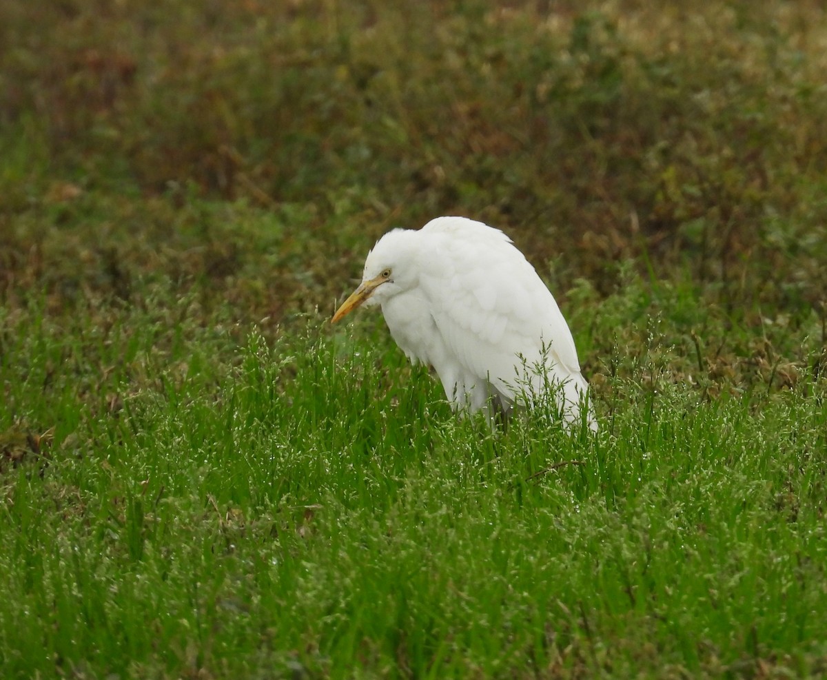 Western Cattle-Egret - ML646866129