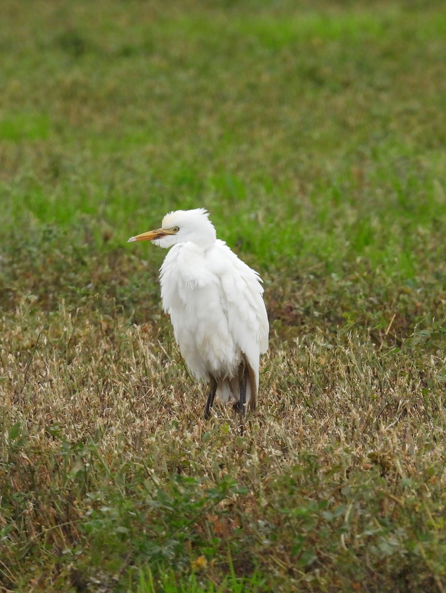 Western Cattle-Egret - ML646866130
