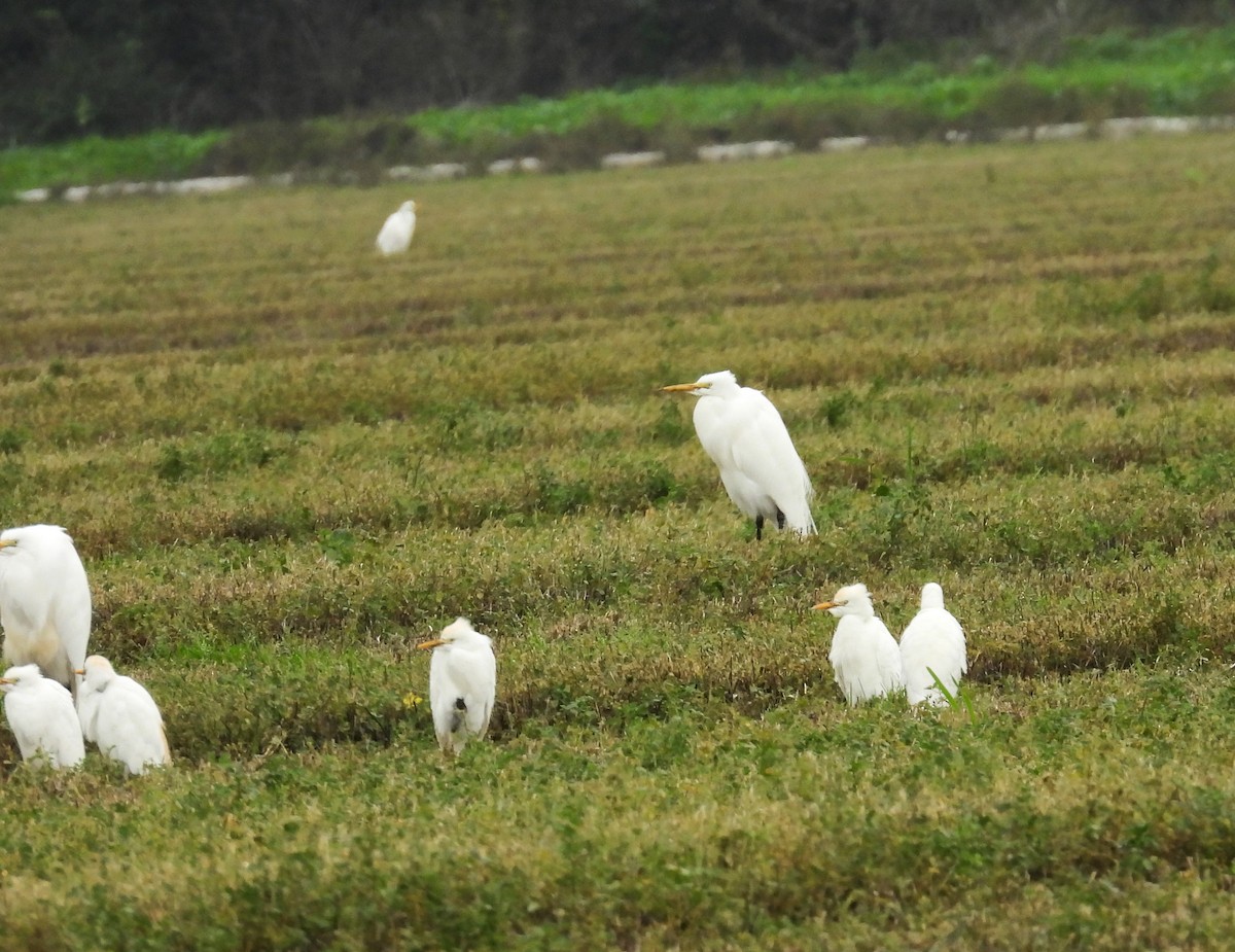 Western Cattle-Egret - ML646866131
